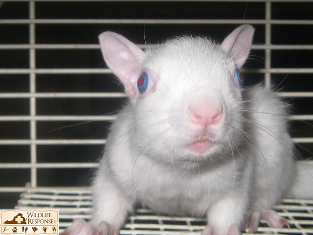 Leucistic Grey Squirrel